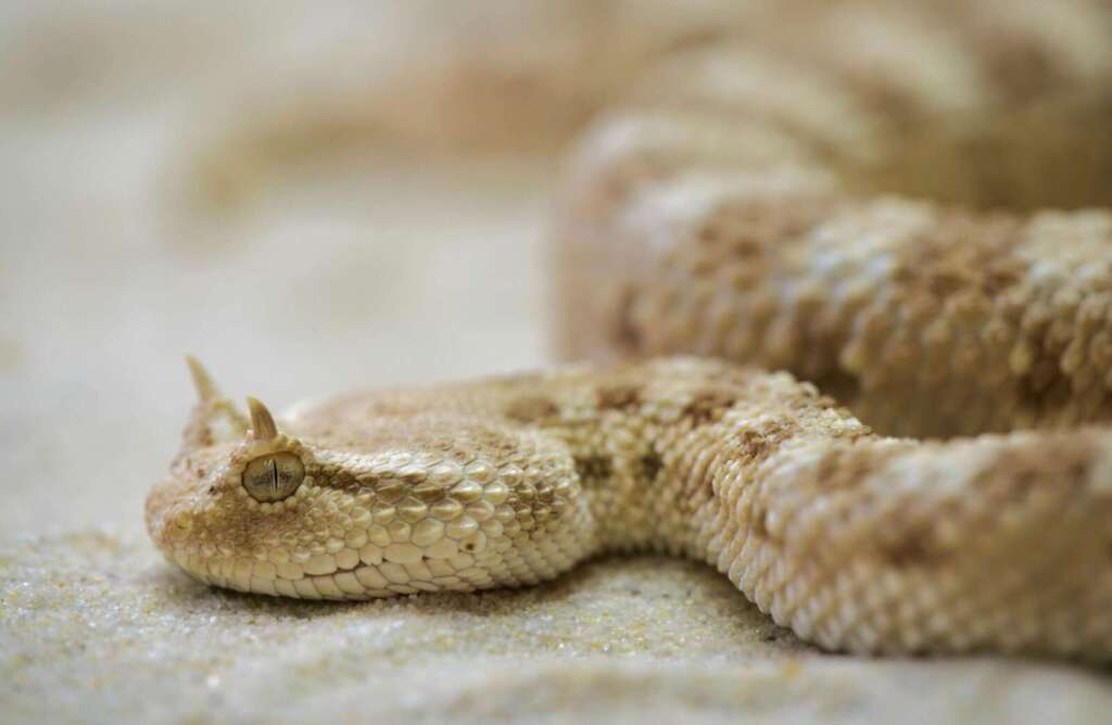 Detailed close-up of a horned viper resting on desert sand, showcasing its unique scales.