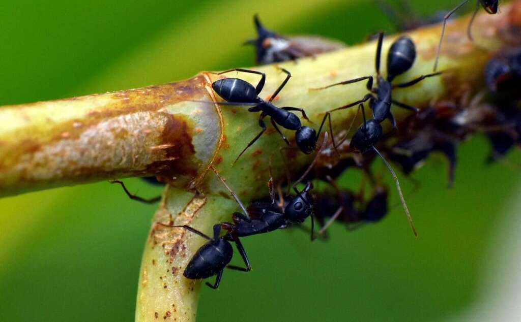 black ant, insect, garden ant, lasius niger, animalia, arthropod, ants, black ant, black ant, ants, ants, ants, ants, ants