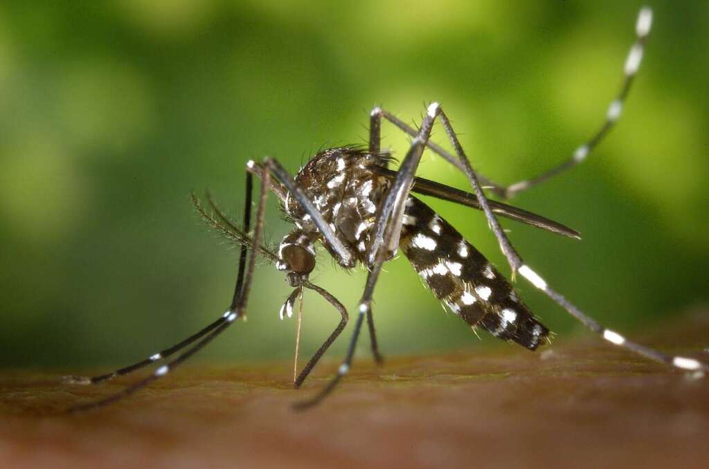 mosquito, insect, mosquito bite, blood sucker, nature, blood sucking, tiger mosquito, forest mosquito, asian tiger mosquito, aedes albopictus, animal, closeup