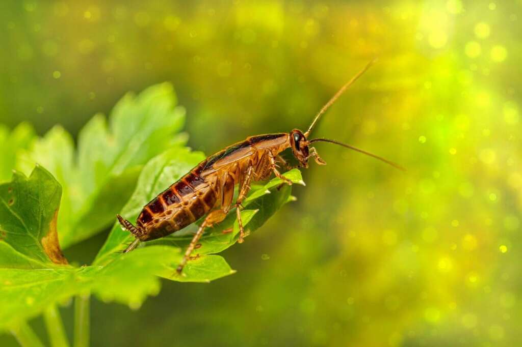 cockroach, insect, leaf, blattella germanica, german cockroach, parasitic, pest, animal, plant, nature, bokeh, closeup, cockroach, cockroach, cockroach, cockroach, cockroach