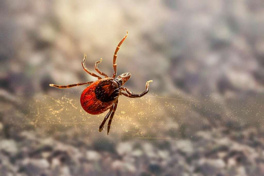 tick, lyme, insect, ixodes scapularis, deer tick, black-legged tick, ixodes ricinus, castor bean tick, disease, illness, sheep tick, parasitic, nature, animal, hard-bodied tick, arthropod, tick, tick, tick, deer tick, deer tick, deer tick, deer tick, deer tick, black-legged tick, ixodes ricinus