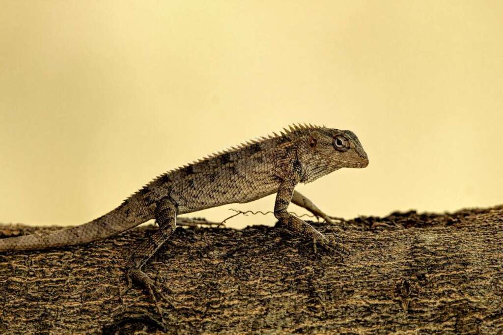 lizard, reptile, nature, scales, garden lizard, animal, wildlife, jungle, dragon, outdoors, dangerous